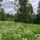Alajoki, Kuopio, Lyytikk&auml;l&auml;